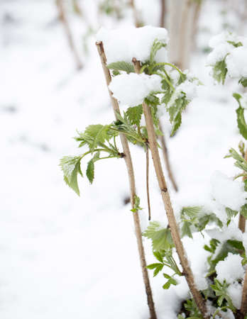 snow on the leaves raspberriesの写真素材