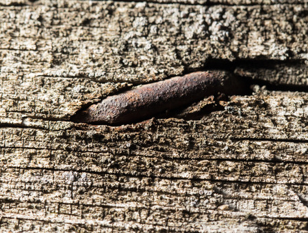 old rusty nail in the piece of wood. macroの写真素材