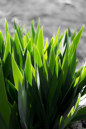 leaves of grass in nature. Macroの写真素材