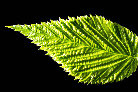green leaf on a black background