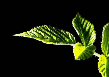 leaf on black background. Macro