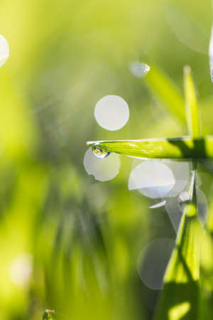 dew on the grass in natureの写真素材