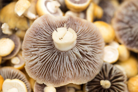 background of mushrooms. macroの写真素材