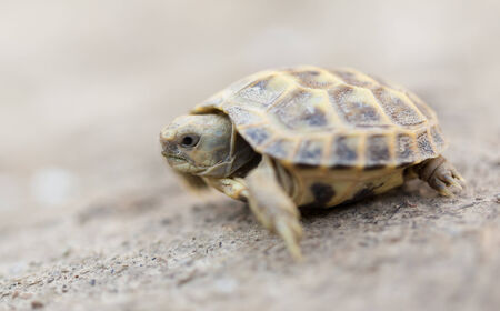 turtle in natureの写真素材