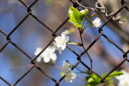 flowers in metal mesh fenceの写真素材