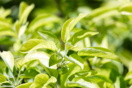 Beautiful branch of a tree in natureの写真素材