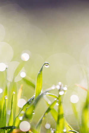 dew on the grass in natureの写真素材