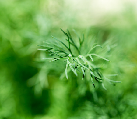 young dill on natureの写真素材