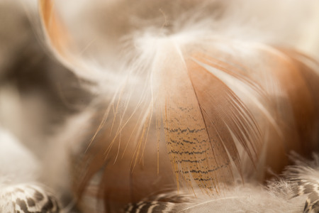 duck feathers as a background. macroの写真素材