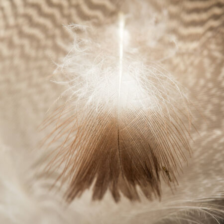 duck feathers as a background. macroの写真素材