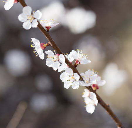 flowers on a tree in springの写真素材