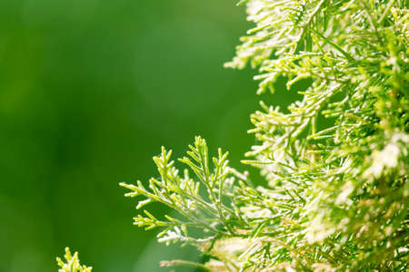 Thuja Outdoorsの写真素材