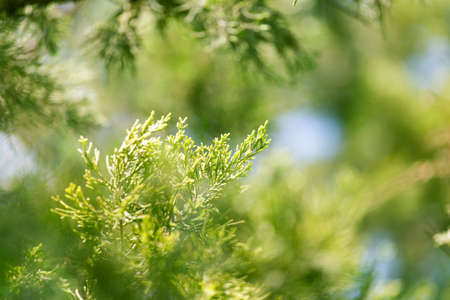 Thuja Outdoorsの写真素材