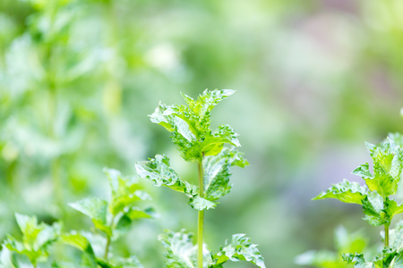 mint leaves in natureの写真素材