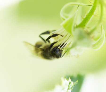 bee on flowers in nature. macroの写真素材