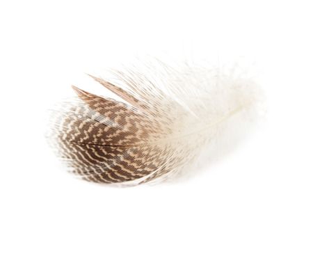 feather on white backgroundの写真素材