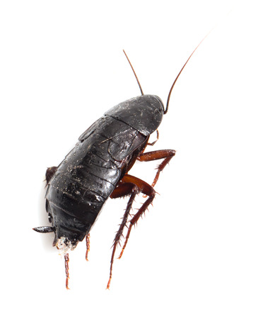cockroach on white background