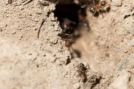 ant in nature. macro