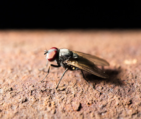 fly. macro
