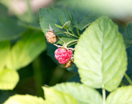 raspberry in nature