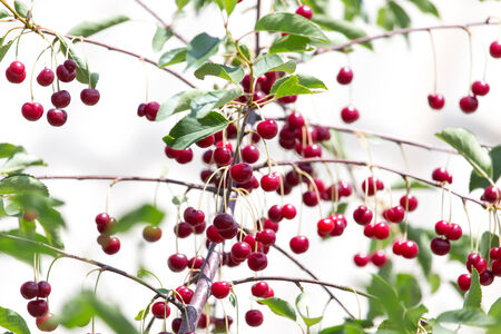 ripe red cherries on a tree branchの写真素材