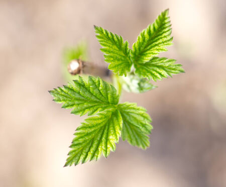 beautiful sprout raspberriesの写真素材
