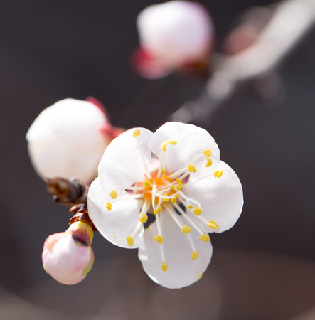 flowers on a tree in springの写真素材