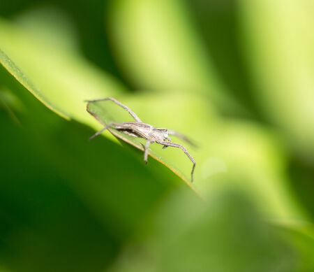 spider in nature. macroの写真素材
