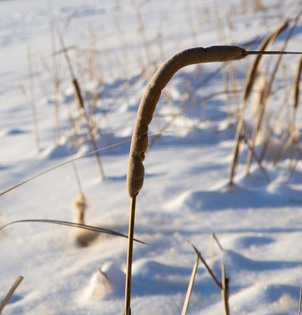 reeds in winter natureの写真素材