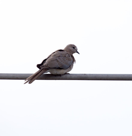 dove on the antennaの写真素材