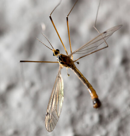 large mosquito. macroの写真素材