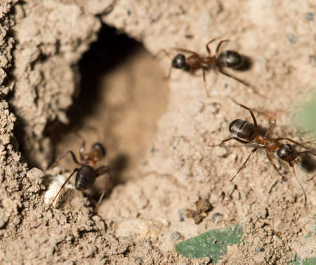 ant in nature. macroの写真素材