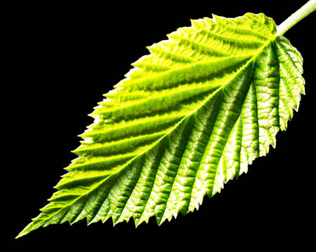 green leaf on a black background