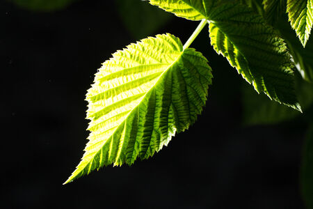 green leaf on a black background