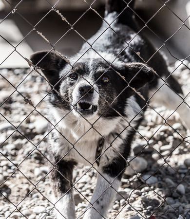 angry dog ââbehind a fenceの写真素材