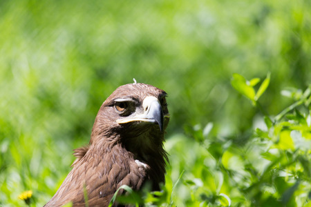 bird hawk nature