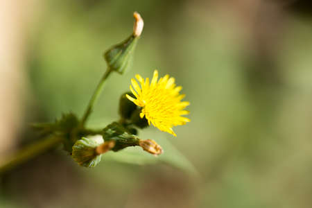 yellow dandelion on nature. macroの写真素材