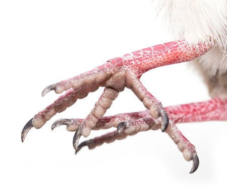 foot dove on white backgroundの写真素材