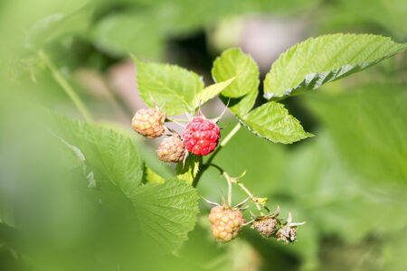 raspberry in nature