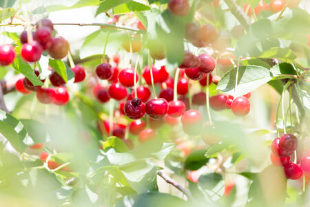 ripe red cherries on a tree branchの写真素材