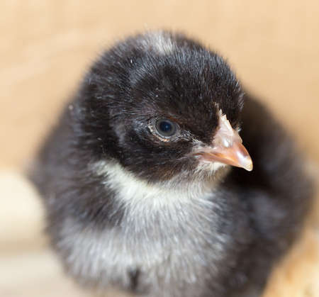 little chicken on the natureの写真素材