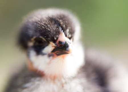 little chicken on the natureの写真素材