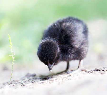 little chicken on the natureの写真素材