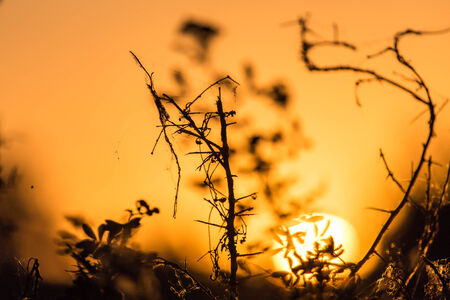 a beautiful sunset on a background of treesの写真素材