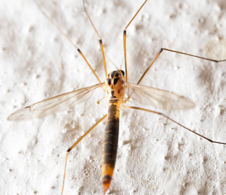 mosquito. macroの写真素材