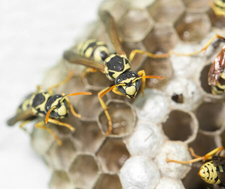 Wasp Nest with Pupaeの写真素材