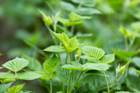 green leaves raspberry in natureの写真素材
