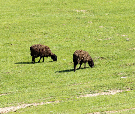 sheep in natureの写真素材