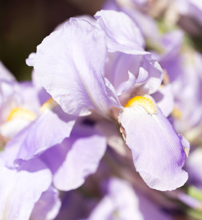 iris flower on natureの写真素材