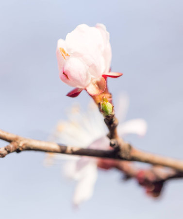 beautiful little flower in nature